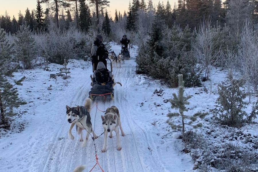 Trineos tirados por huskies avanzando por un bosque nevado