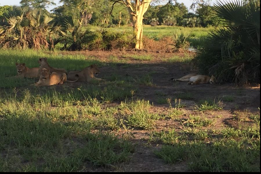 Leonas descansando a la sombra en el parque nacional de Gorongosa