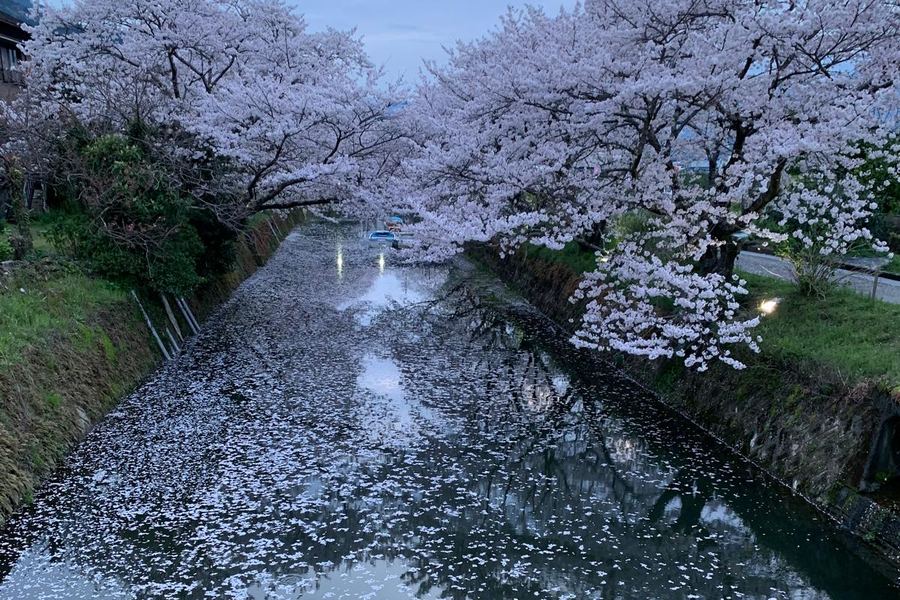 Cerezos en flor sobre un canal, con los p&eacute;talos flotando en el agua