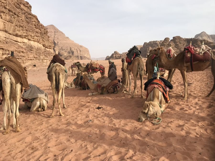 Camellos descansando sobre la arena roja del desierto de Wadi Rum